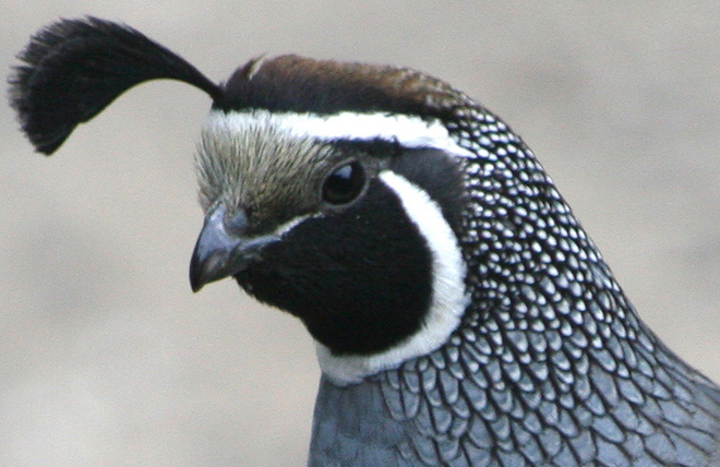Male Quail Face Maturation